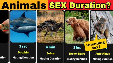 Longest animal porn videos and full.
